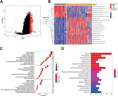 Revealing prognostic and tumor microenvironment characteristics of cuproptosis in bladder cancer by genomic analysis